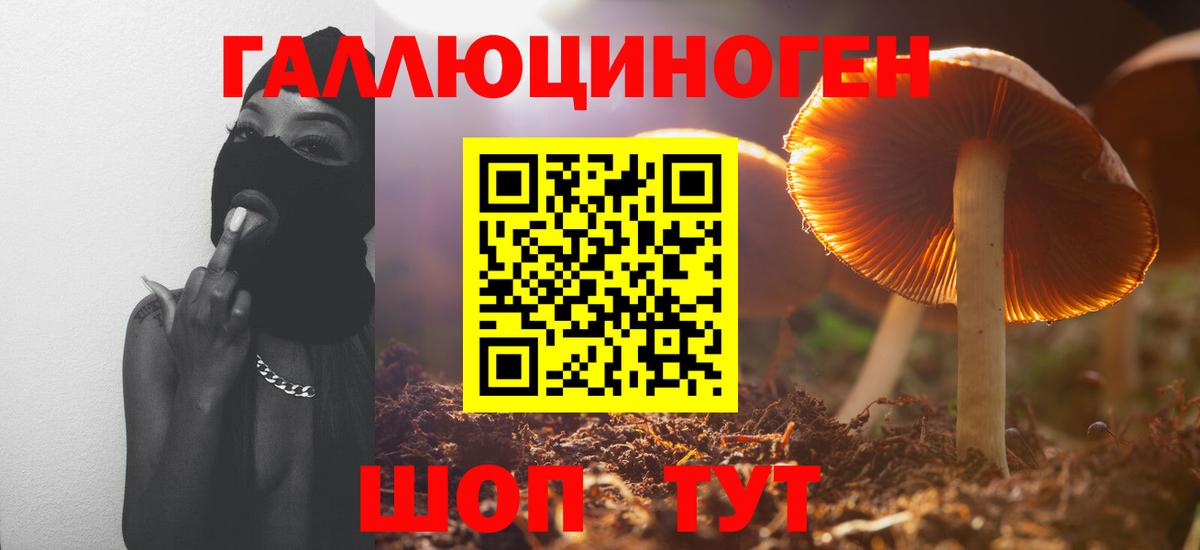 Галлюциногенные грибы Psilocybe Орск